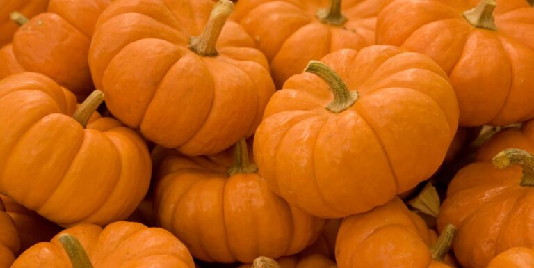 What is a Fact About Halloween Pumpkins?