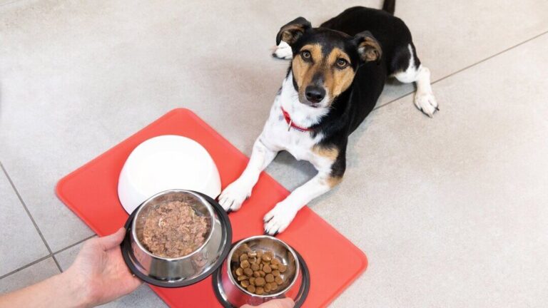What to Do If Dog Eats Too Many Treats